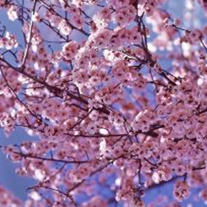 Cerisiers à fleurs pepinieriste producteurs ronchini negrepelisse 82