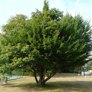 Charme arbre d'ornement pepinieriste producteurs ronchini negrepelisse 82