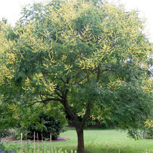 Koelreuteria plant arbre pepinieriste producteurs ronchini negrepelisse 82