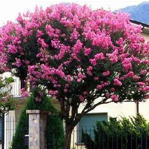 Lagerstroemia plant arbre pepinieriste producteurs ronchini negrepelisse 82