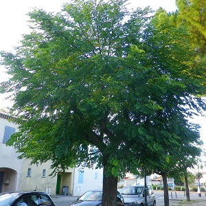 Melia plant arbre pepinieriste producteurs ronchini negrepelisse tarn-et-garonne