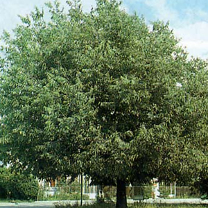 Micocoulier plant arbre pepinieriste producteurs ronchini negrepelisse tarn-et-garonne