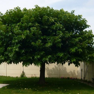 Murier platane plant arbre pepinieriste producteurs ronchini negrepelisse tarn-et-garonne
