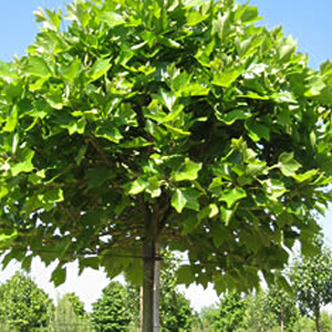 Platane plant arbre pepinieriste producteurs ronchini negrepelisse tarn-et-garonne