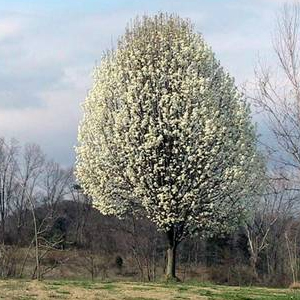Poirier à fleurs plant arbre pepinieriste producteurs ronchini negrepelisse tarn-et-garonne