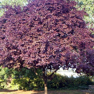 Prunus plant arbre pepinieriste producteurs ronchini negrepelisse tarn-et-garonne
