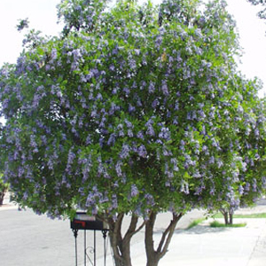 Sophora plant arbre pepinieriste producteurs ronchini negrepelisse 82