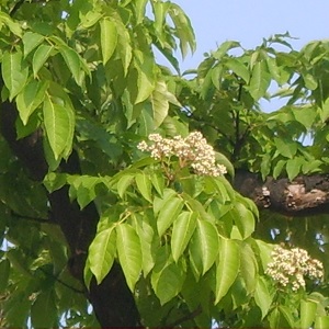 Euvodia arbre à miel plant arbre pepinieres ronchini negrepelisse près de Montauban et Caussade