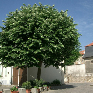 Tilleul plant arbre pepinieriste producteurs ronchini negrepelisse 82