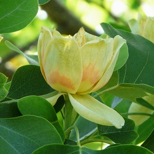 Tulipier de virginie plant arbre pepinieriste producteurs ronchini negrepelisse 82