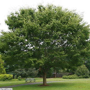 Zelkova plant arbre pepinieriste producteurs ronchini negrepelisse 82