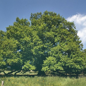Chêne arbre d'ornement pepinieriste producteurs ronchini negrepelisse 82