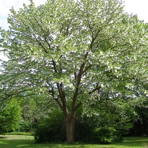Davidia plant arbre pepinieres ronchini negrepelisse près de Montauban et Caussade