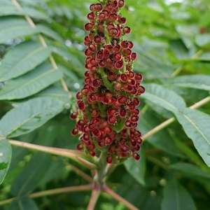 Sumac de virginie plant arbre pepinieriste producteurs ronchini negrepelisse 82