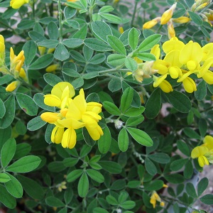 arbuste a fleur jaune genet porlock pepinieres ronchini 82