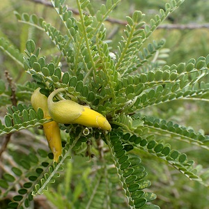 sophora macrophylla pepiniere ronchini 82