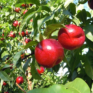 nectarine brugnon fruitier pepinieres ronchini montauban