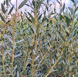 phillyrea angustifolia pépinière 82 tarn et garonne